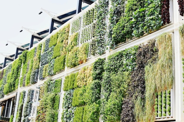 Vertical Garden In Bengaluru Natural Garden