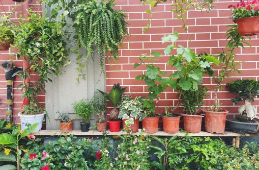 vertical garden services in bengaluru natural garden