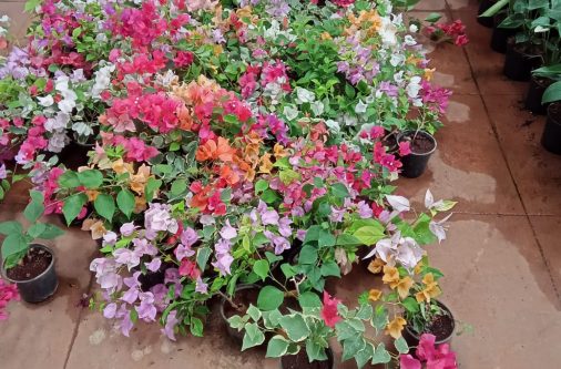 flower garden by bengaluru natural garden