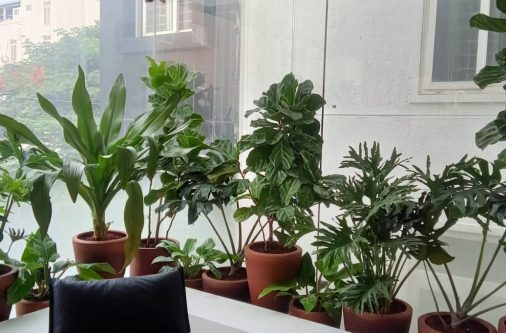 various plants in bengaluru natural garden